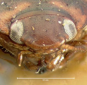 Media type: image;   Entomology 35340 Aspect: head frontal view